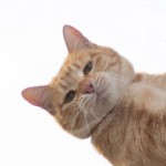 sunpurr's Avatar