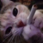 pawstellationx's Avatar