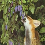 ccomfort_coree's Avatar